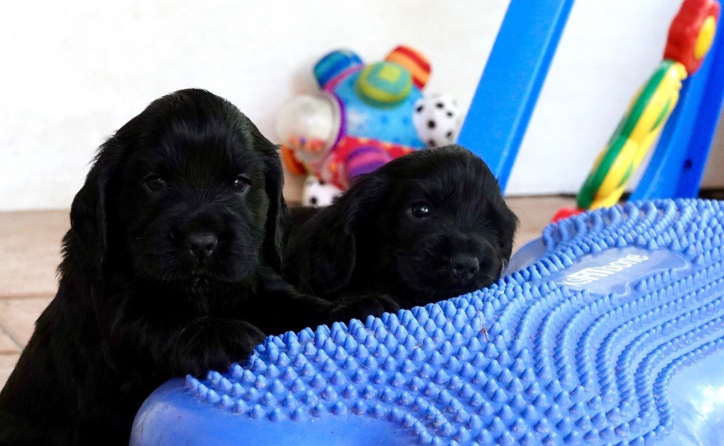 chiot Cocker Spaniel Anglais Mèden Âgan