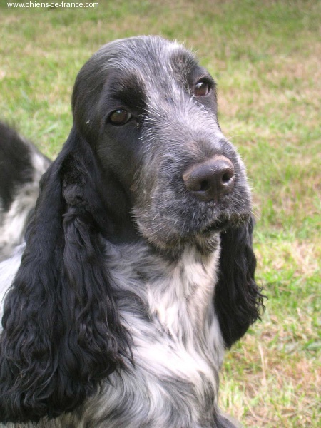 Mèden Âgan Unusual pepper