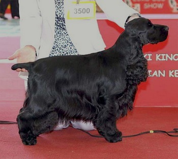 CH. Mèden Âgan Vote for gallinagos