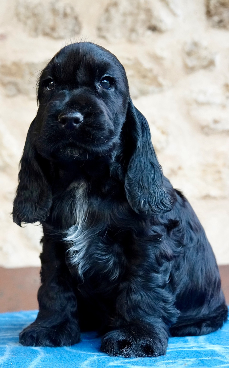 Nous aurons 2 Portées de cockers anglais en 2026