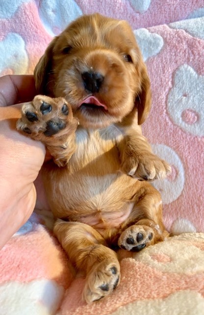 Chiot Cocker Spaniel Anglais Mèden Âgan