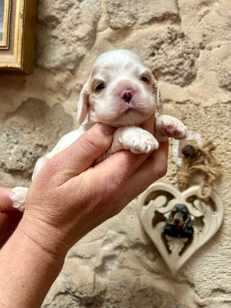 Mèden Âgan - Chiots disponibles - American Cocker Spaniel