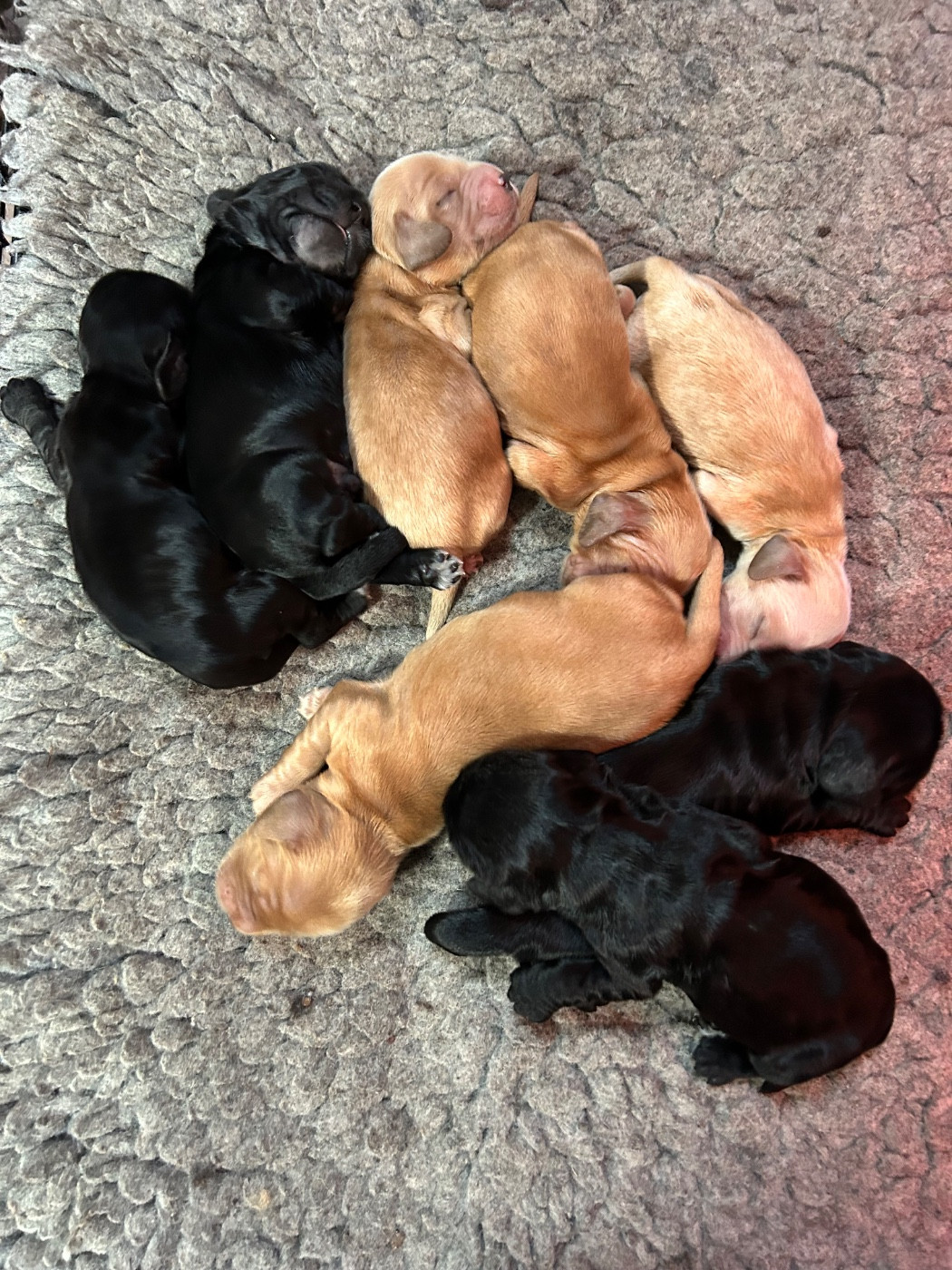 Mèden Âgan - Cocker Spaniel Anglais - Portée née le 19/11/2025