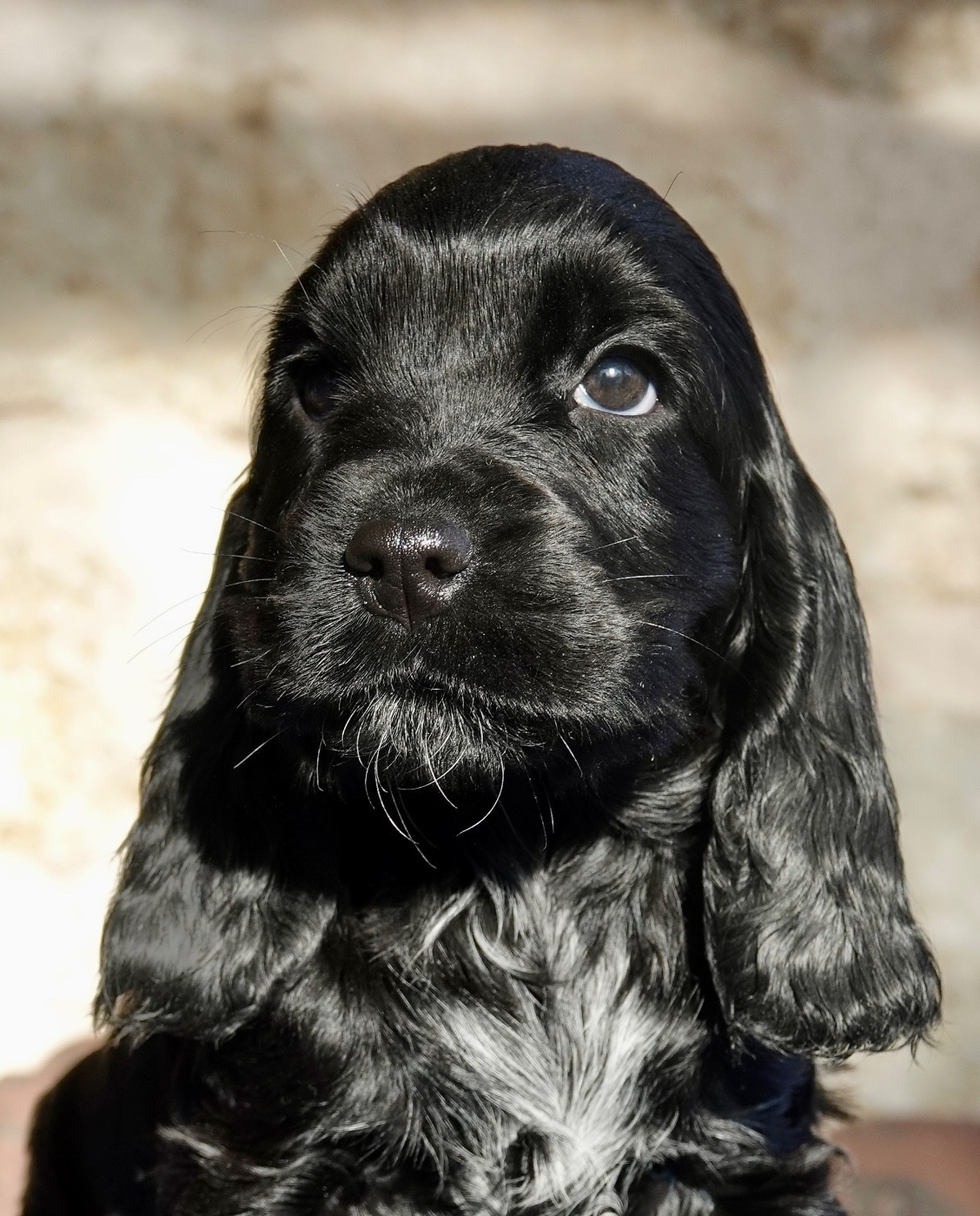 Mèden Âgan - Chiots disponibles - Cocker Spaniel Anglais