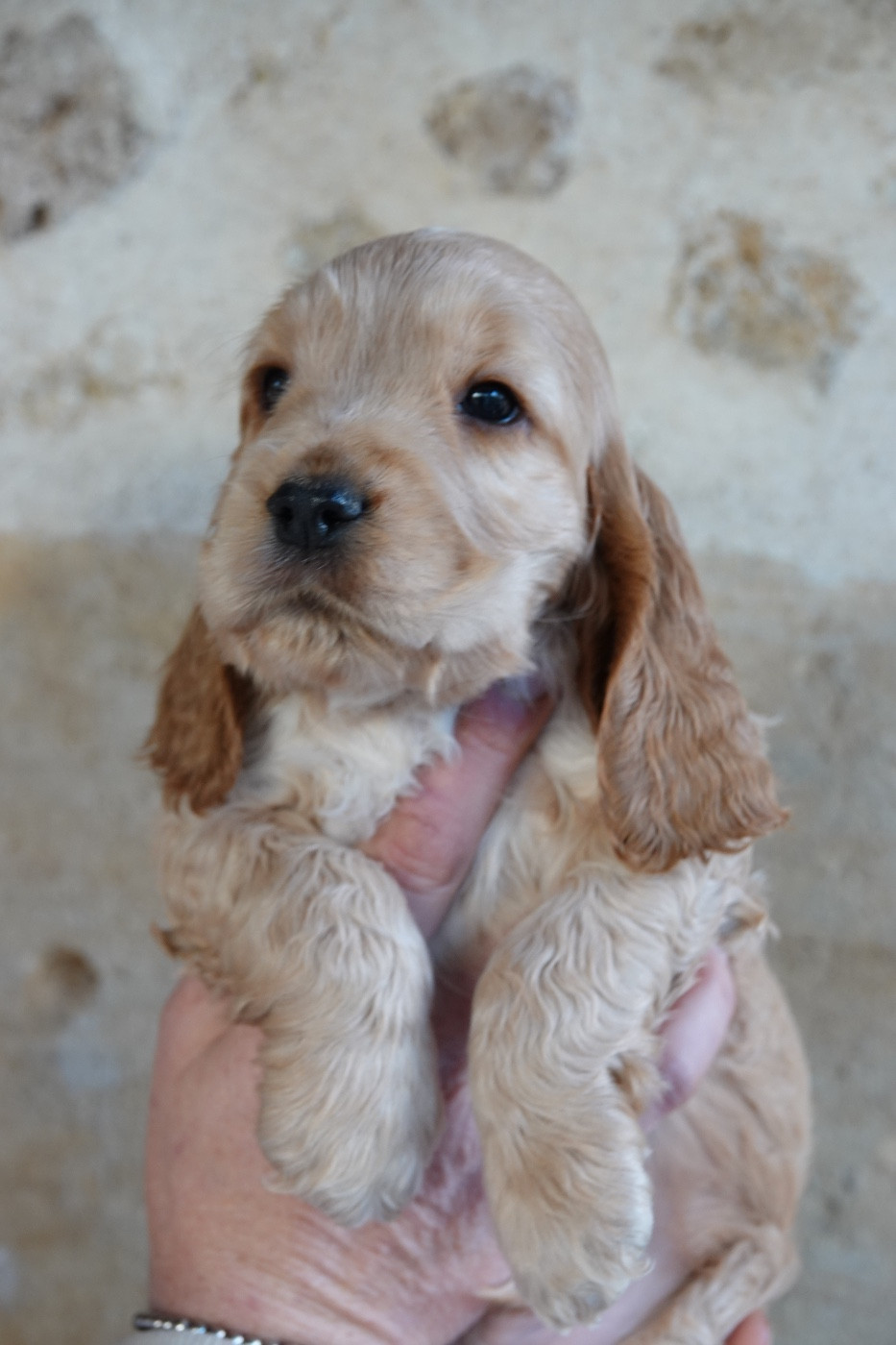 Mèden Âgan - Chiots disponibles - Cocker Spaniel Anglais