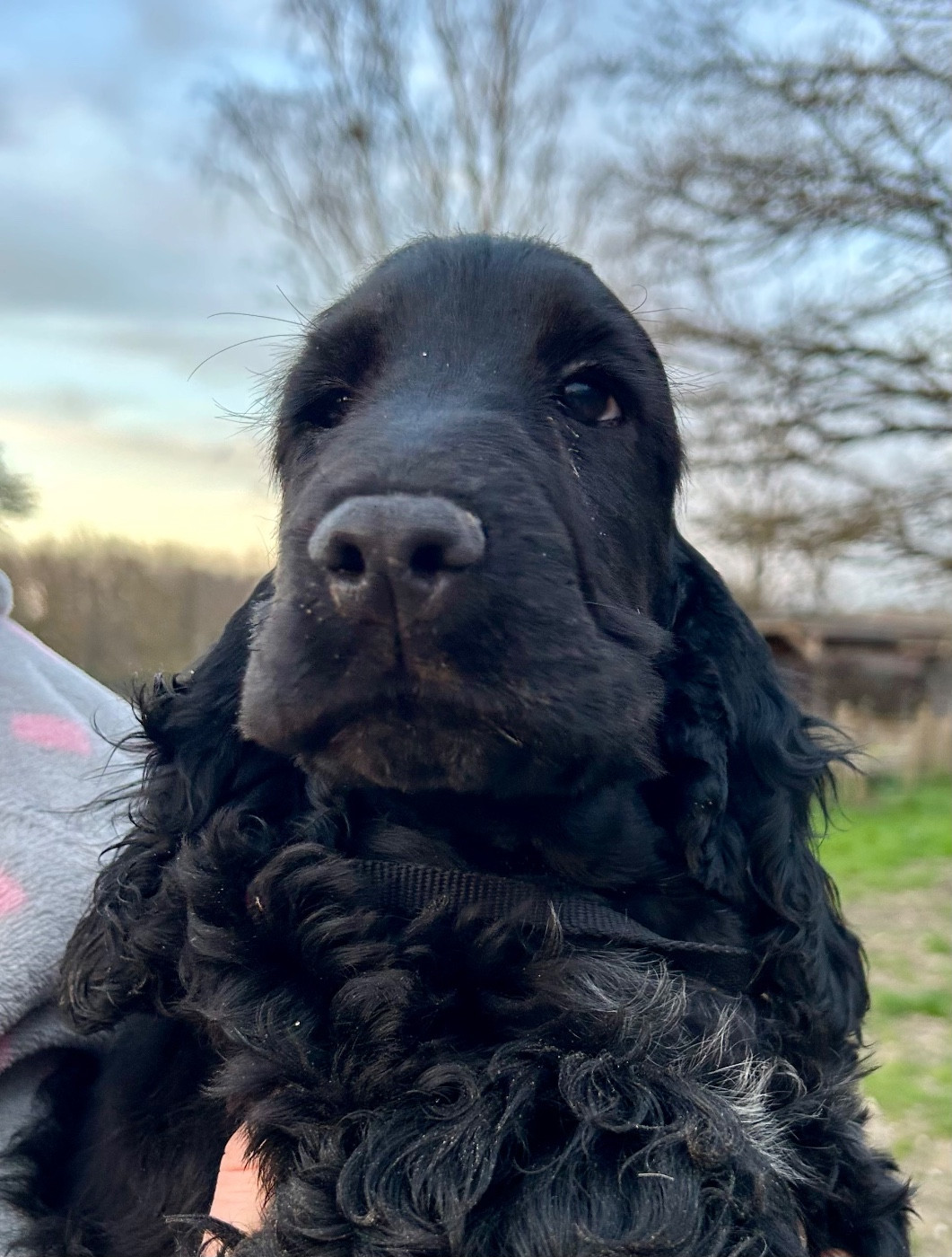 Mèden Âgan - Chiots disponibles - Cocker Spaniel Anglais