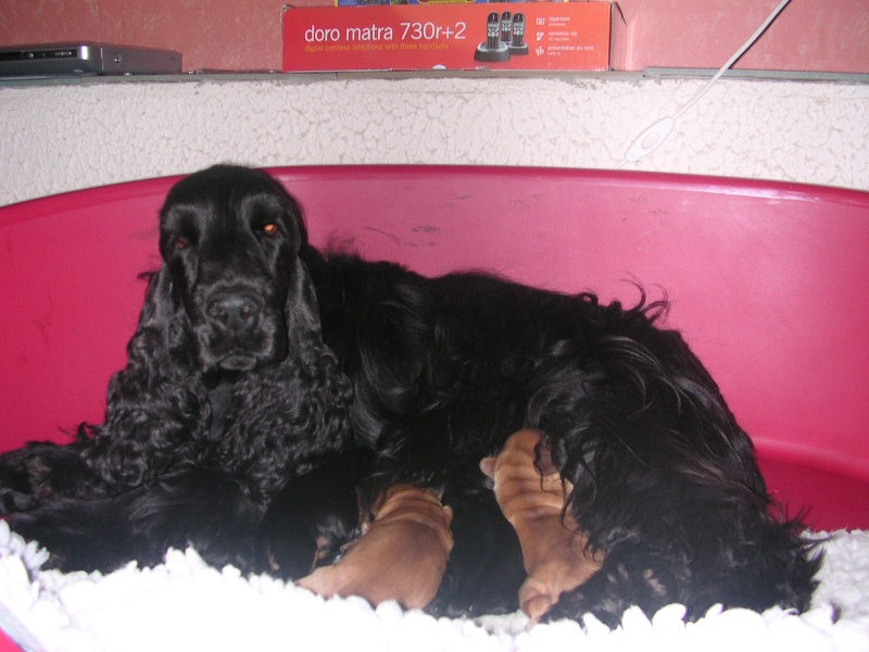 Mèden Âgan - Cocker Spaniel Anglais - Portée née le 01/09/2007