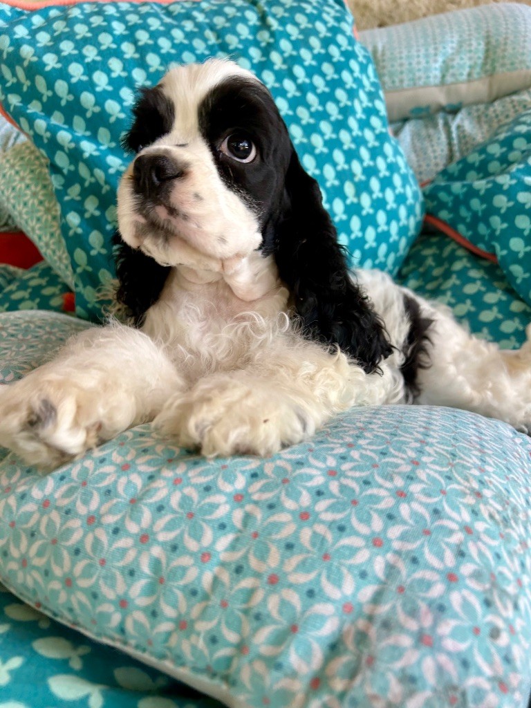 Mèden Âgan - Chiots disponibles - American Cocker Spaniel