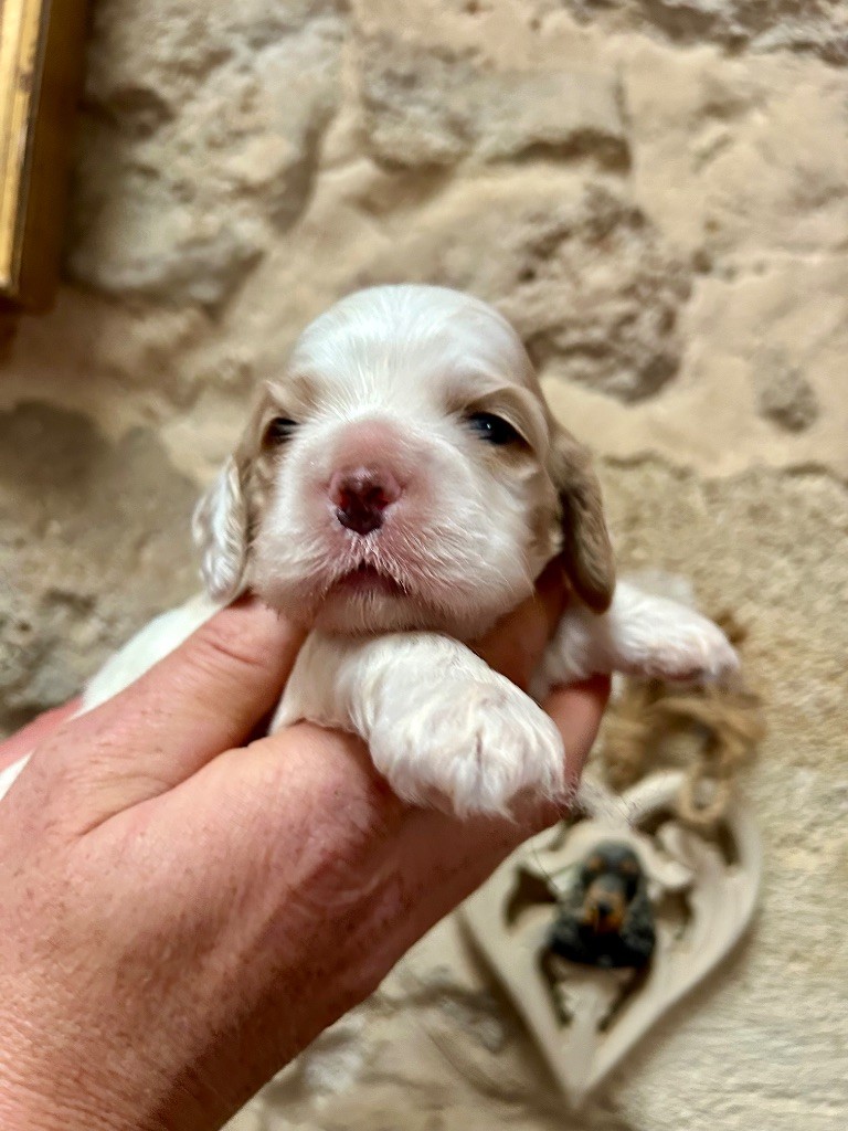 Mèden Âgan - Chiots disponibles - American Cocker Spaniel