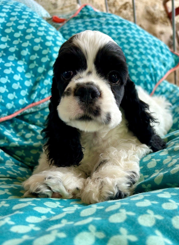 Mèden Âgan - Chiots disponibles - American Cocker Spaniel