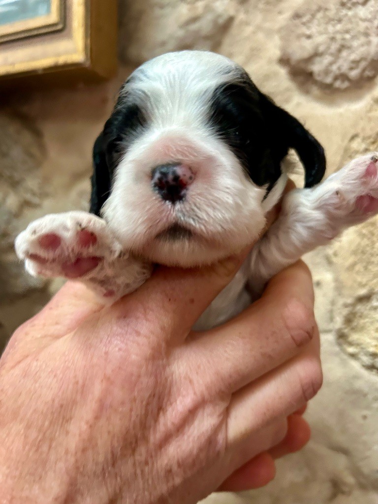 Mèden Âgan - Chiots disponibles - American Cocker Spaniel