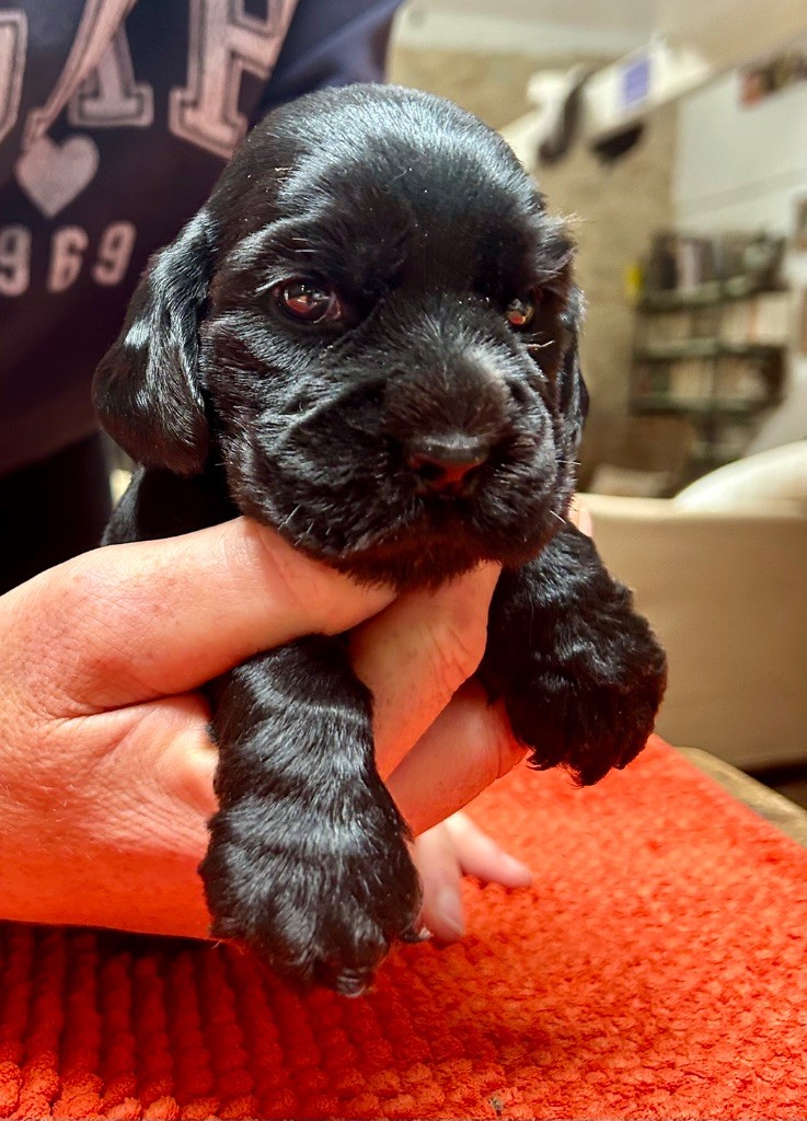 Mèden Âgan - Chiots disponibles - Cocker Spaniel Anglais