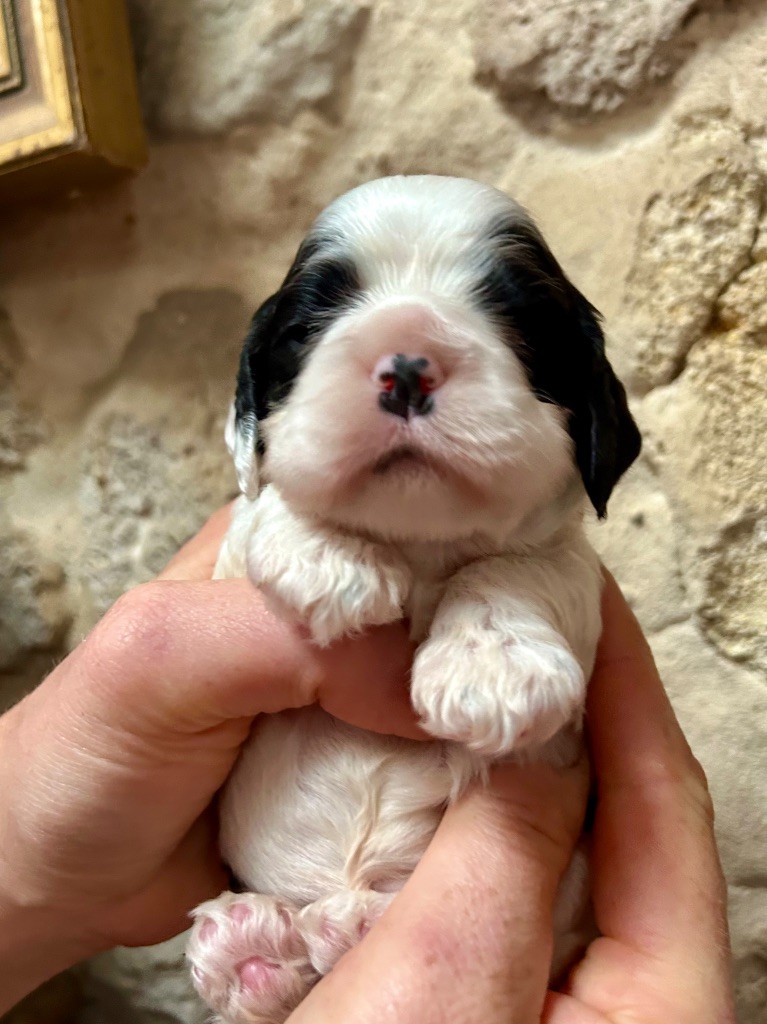 Mèden Âgan - Chiots disponibles - American Cocker Spaniel