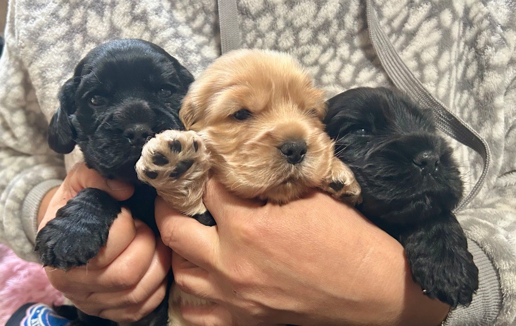Chiot Cocker Spaniel Anglais Mèden Âgan