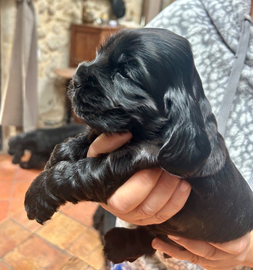 Mèden Âgan - Chiots disponibles - Cocker Spaniel Anglais
